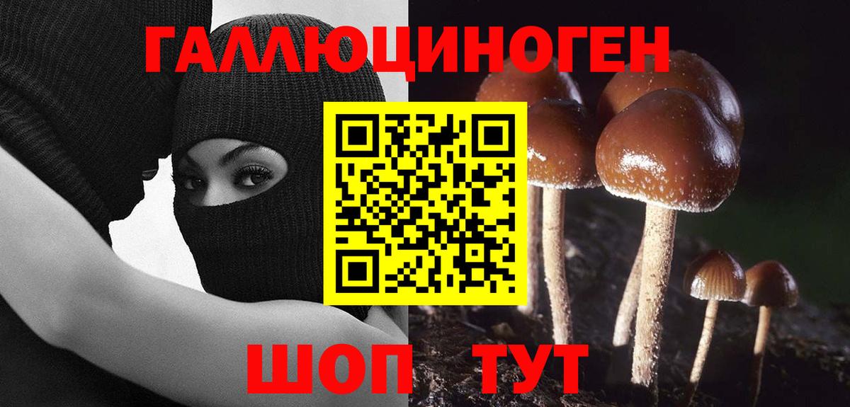 Галлюциногенные грибы Cubensis Гурьевск